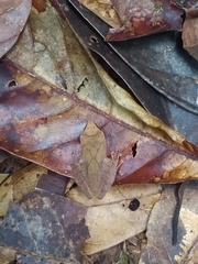 Pristimantis chiastonotus