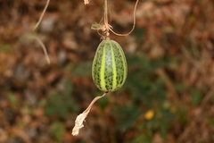 Polyclathra cucumerina