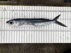 Hirundichthys affinis