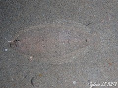 Arnoglossus laterna