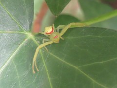 Misumenops callinurus