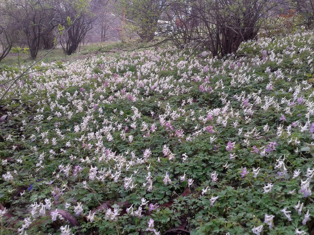 Corydalis caucasica; photograph Oleksandr Shynder, CC BY, iNaturalist via GBIF