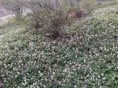 Oleksandr Shynder, CC BY, iNaturalist via GBIF Corydalis caucasica, photograph Oleksandr Shynder, CC BY, iNaturalist via GBIF
