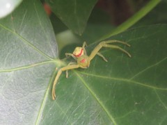 Misumenops callinurus