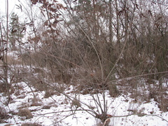 Amorpha fruticosa