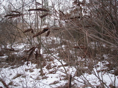 Amorpha fruticosa