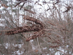 Amorpha fruticosa