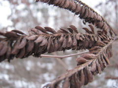 Amorpha fruticosa
