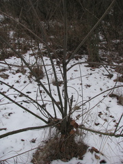 Amorpha fruticosa