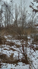 Amorpha fruticosa