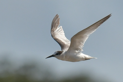 Sternula albifrons