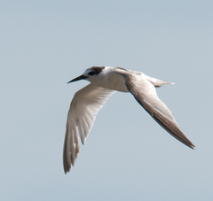 Sternula albifrons