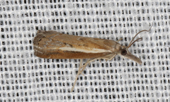 Ptochostola microphaeellus