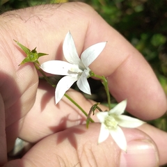Wahlenbergia grandiflora