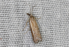 Ptochostola microphaeellus