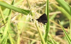 Ginungagapus ranesus