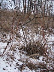 Salix acutifolia