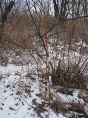 Salix acutifolia