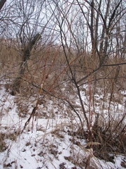 Salix acutifolia