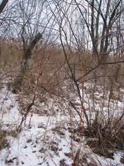 Salix acutifolia