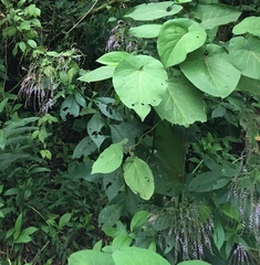 Eirmocephala brachiata