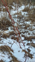 Salix acutifolia