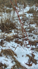 Salix acutifolia