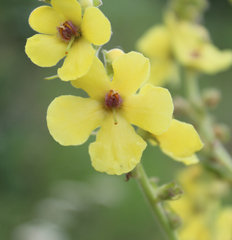 Verbascum pyramidatum