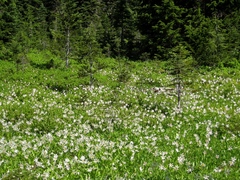 Erythronium montanum