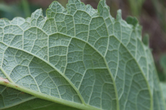 Verbascum pyramidatum