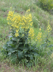 Verbascum pyramidatum