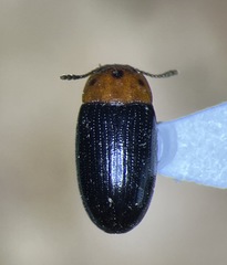 Triplax mesosternalis