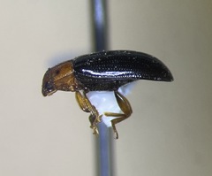 Triplax mesosternalis