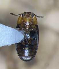 Triplax mesosternalis