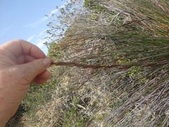 Thamnochortus insignis