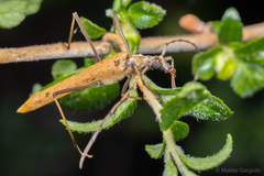 Proholopterus annulicornis