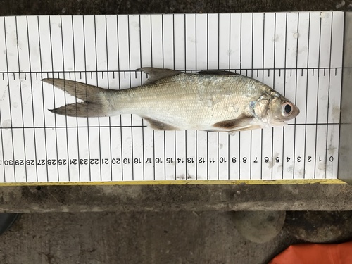 Littlescale threadfin (Polydactylus oligodon) — Polynemidae — 3