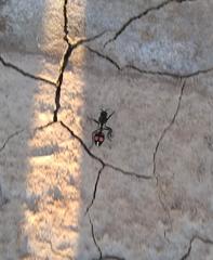 Traumatomutilla centralis