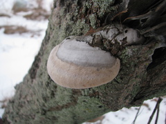 Fomes fomentarius