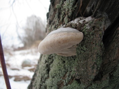 Fomes fomentarius