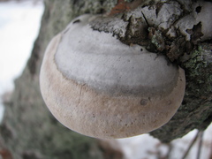 Fomes fomentarius