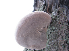 Fomes fomentarius