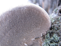 Fomes fomentarius