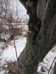 Fomes fomentarius