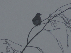 Turdus pilaris