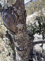 Quercus hypoleucoides