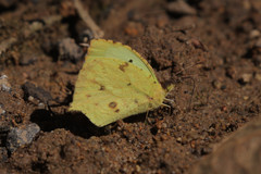 Abaeis salome jamapa