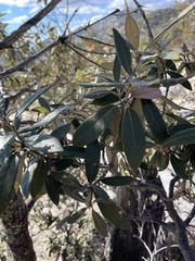 Quercus hypoleucoides