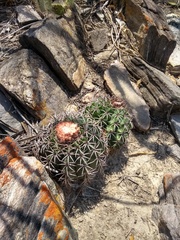 Melocactus zehntneri