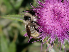Bombus mesomelas